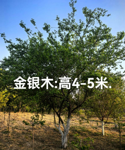 什么苗木最畅销