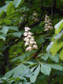 七星叶树如何养护