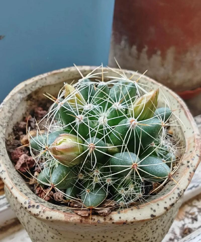 仙人球金星开什么花