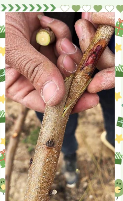 家庭养花用生根粉