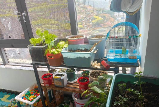 家庭养花用生根粉