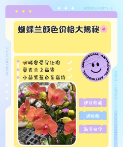 蝴蝶兰怎么区分价格