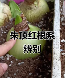 朱顶红的根属于什么根