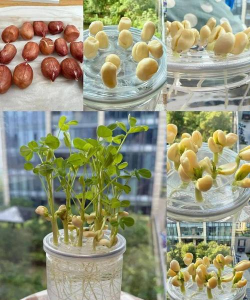 家庭养花用生根粉