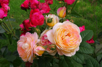 香水月季花什么颜色