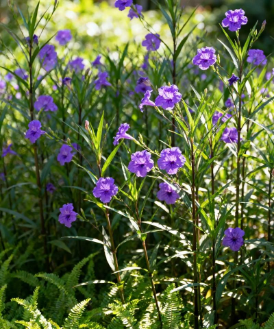 翠芦莉属于什么灌木吗