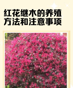 红花继木怎么养植