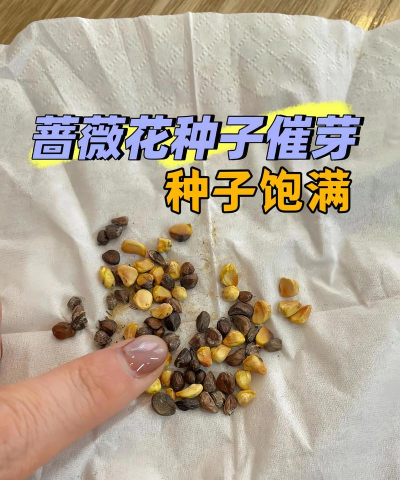 什么花是撒种子出来的