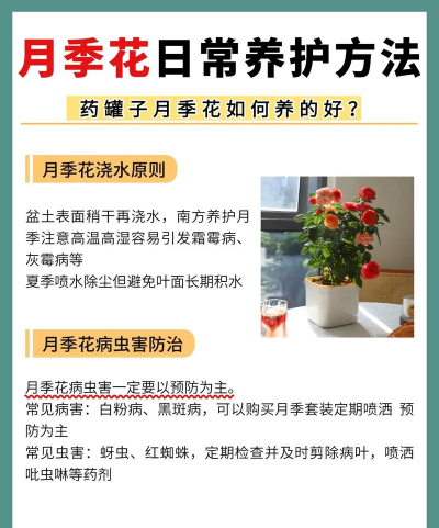 欧洲月季怎么样养