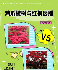 鸡爪槭与红枫的区别（三生艺树）