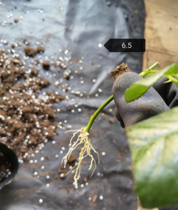 家庭养花用生根粉