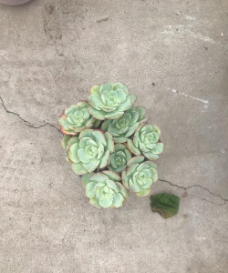 红化妆多肉怎么爆头