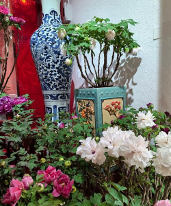 家庭养花用生根粉