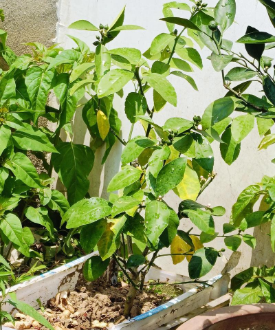 香水柠檬落叶怎么办