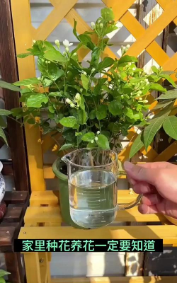 家庭养花用生根粉