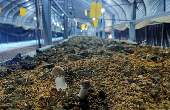 大球盖菇冬季怎么越冬