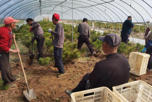 刺松怎么移载好