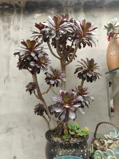 家庭养花用生根粉