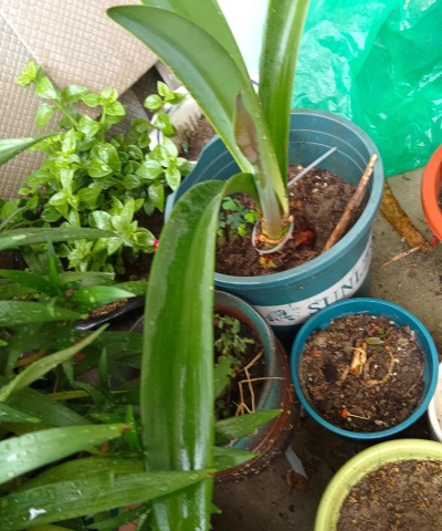 家庭养花用生根粉