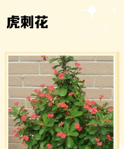 虎刺花都有什么颜色的