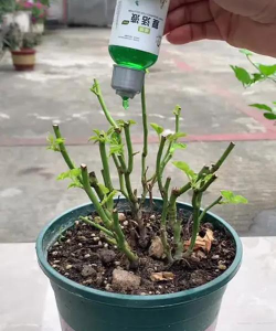 家庭养花用生根粉