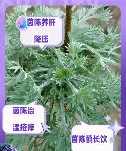 阴茵陈水喝了有什么作用