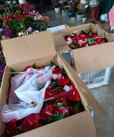 家庭养花用生根粉