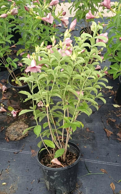 紫婵黄婵如何养护