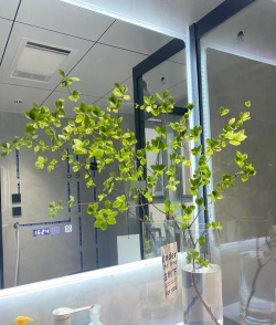 吊钟干枯了怎么办