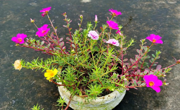 家庭养花用生根粉