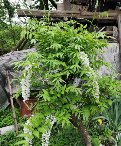 家庭养花用生根粉