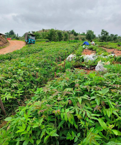 家庭养花用生根粉