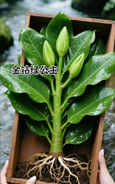 家庭养花用生根粉