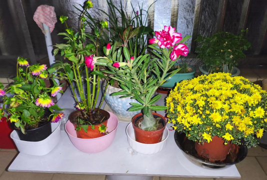 家庭养花用生根粉