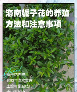 海栀子花怎么养护
