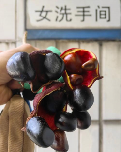 富贵子花的果子叫什么