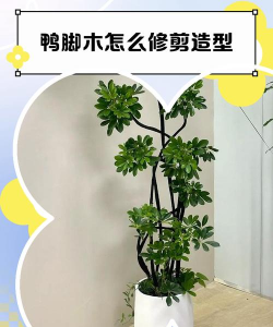 鸭脚木怎么弄造型