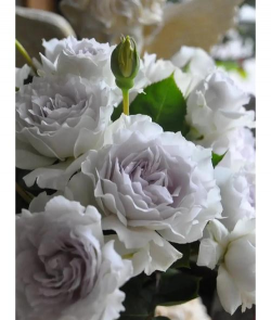 象征天使的花是什么花