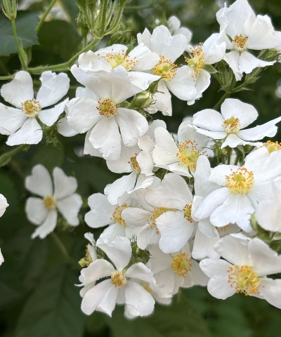 野蔷薇是怎么开花的