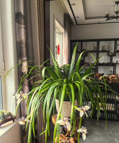 玉蝶什么时候能开花