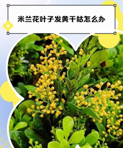 米兰发黄掉叶子怎么办