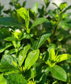 栀子花蕾是什么样子