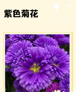 什么小菊花开紫色的花
