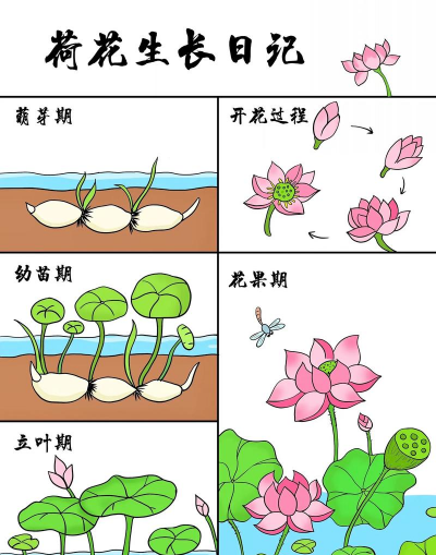 荷花怎么长出水量