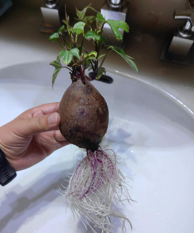 什么根可以种植