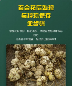 百合花球怎么保存