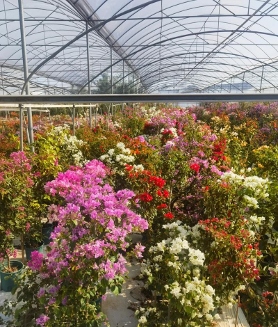 广东花卉基地在什么地方