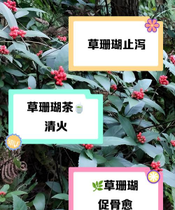 草珊瑚的叶子怎么吃