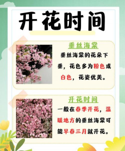 海棠在室内什么时候开