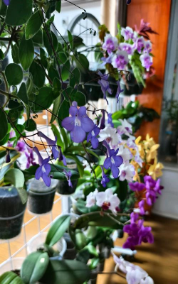 家庭养花用生根粉